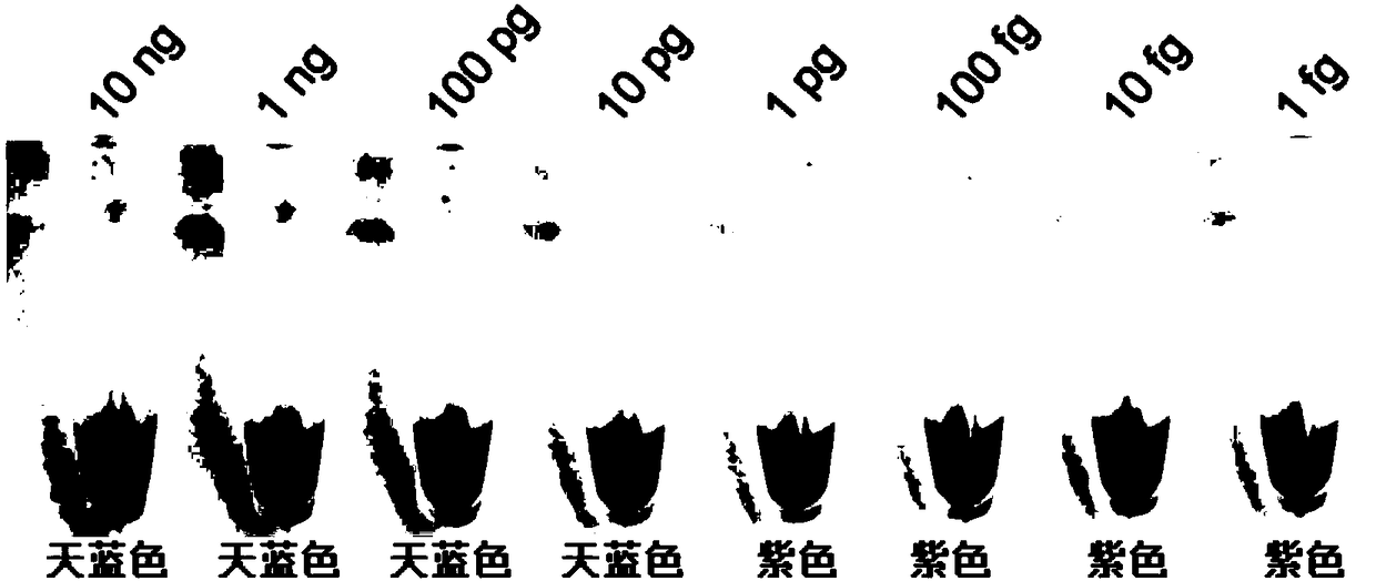 Primer composition for detecting pythium arrhenomane based on loop-mediated isothermal amplification technique and detection method thereof