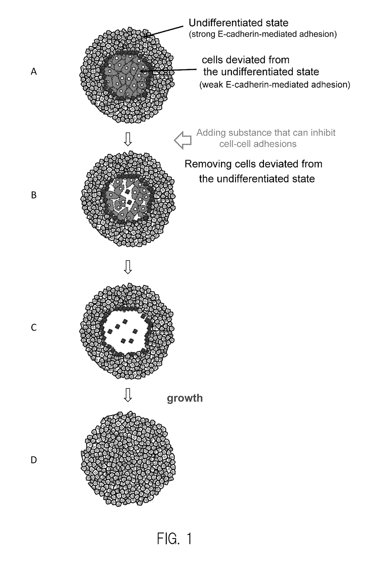 Method for culturing pluripotent stem cells