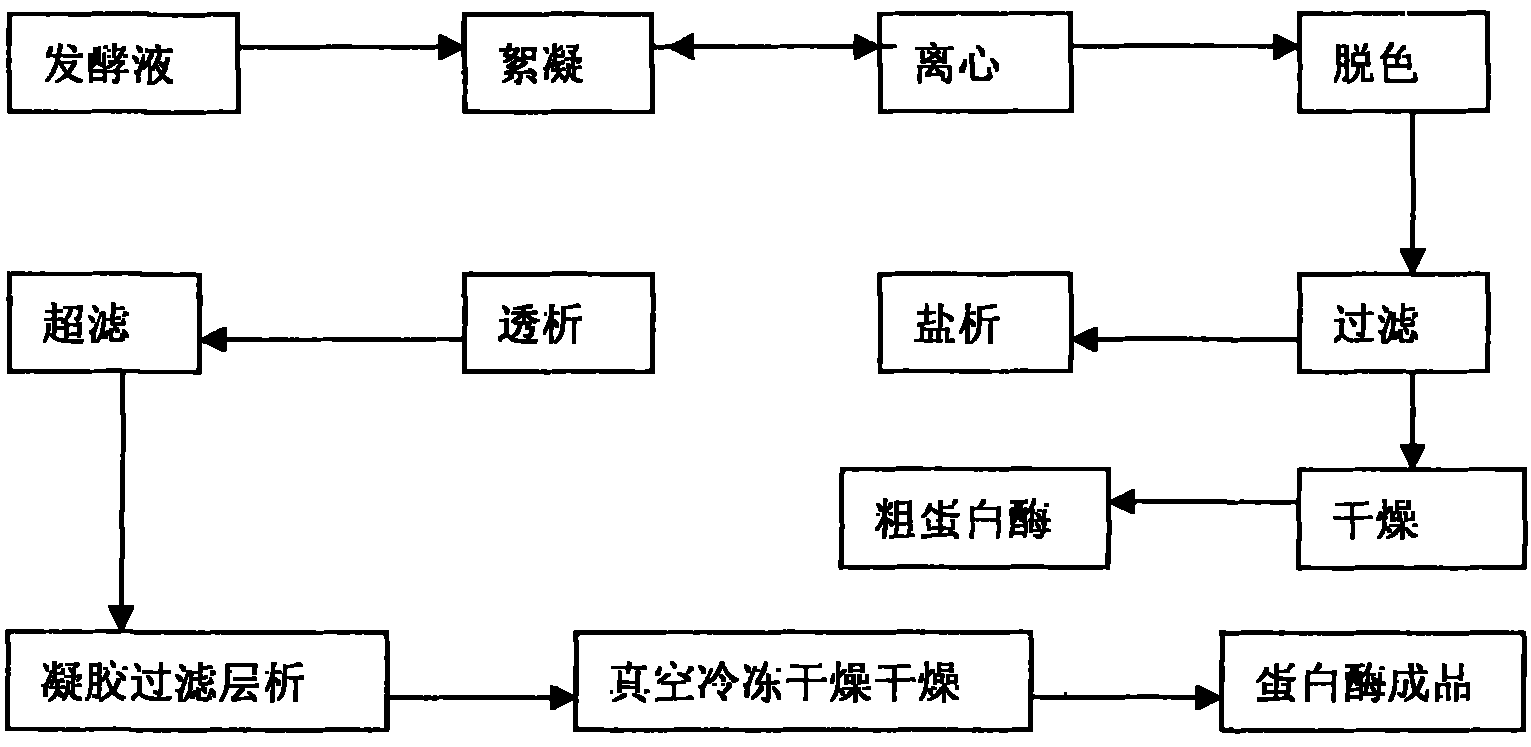 Process for preparing bacillus subtilis alkali proteinase with microorganism zymotechnics