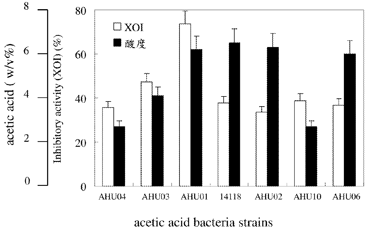 Novel acetobacter and gluconacetobacter strains and their metabolites for use in inhibiting xanthine oxidase
