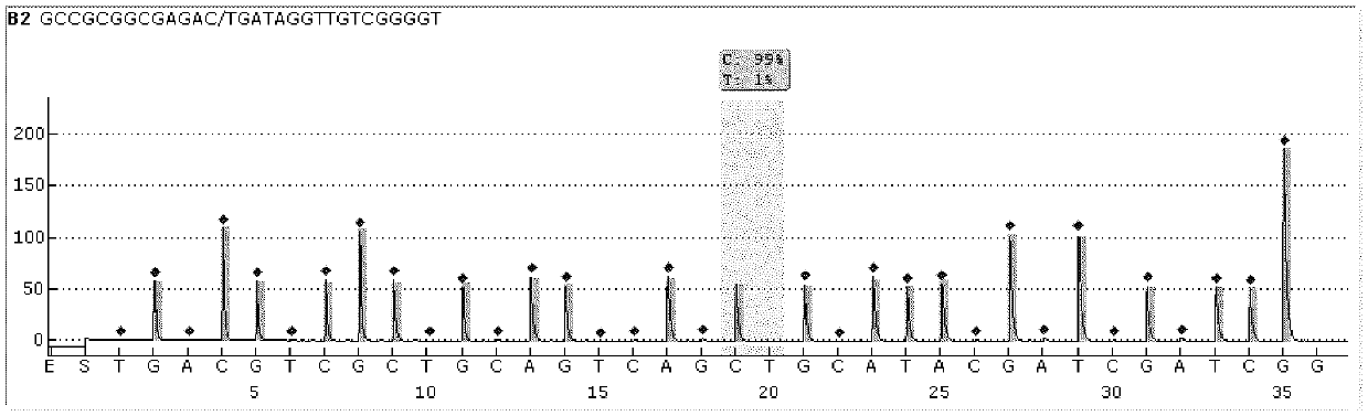 Detection technology based on pyrosequencing technique for TB (mycobacterium tuberculosis) drug resistant genes