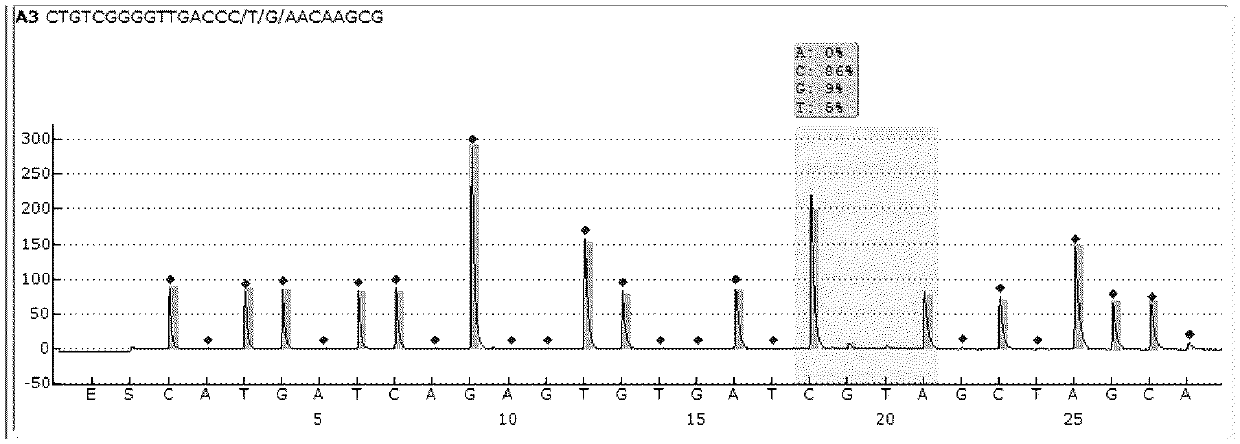 Detection technology based on pyrosequencing technique for TB (mycobacterium tuberculosis) drug resistant genes