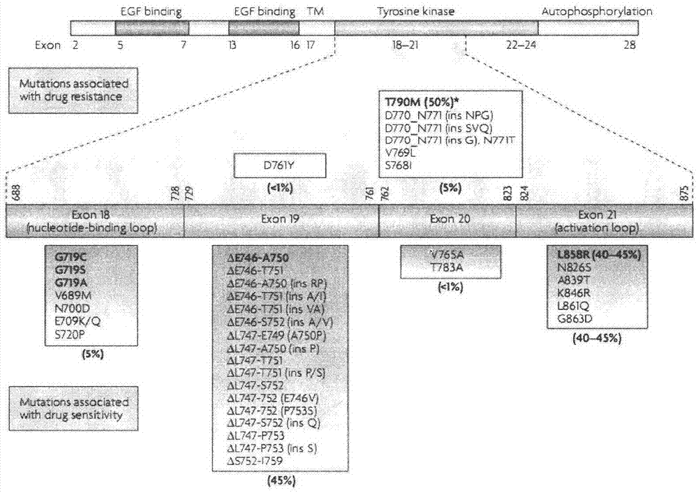 Primers and probe for detecting EGFR gene mutation, kit thereof, and application method of kit