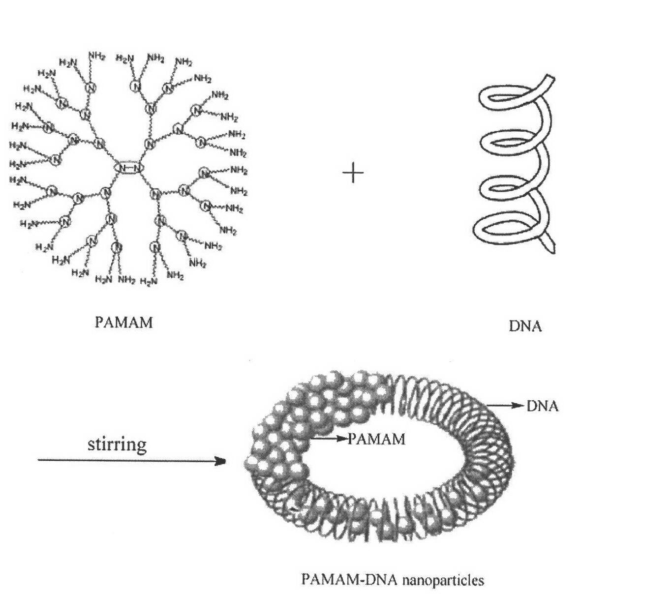 Polyamide amine, part degradation product or complex of polyamide amine-Math1 gene nano microparticles and application of gene nano microparticles in treating deafness