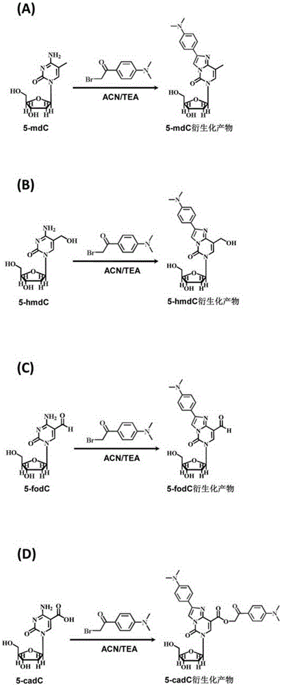 A chemical derivatization method and its application in detection of nucleic acid modification by lc-ms method