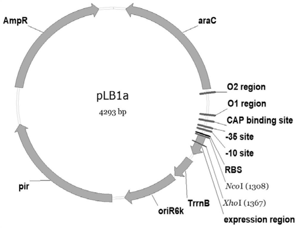 Engineering bacteria producing guanidinoacetic acid and its construction method and application