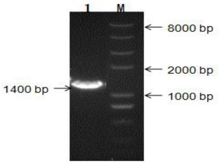 Pichia pastoris engineering strain for heterologous expression of cellulase gene CBH II and application