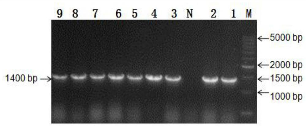 Pichia pastoris engineering strain for heterologous expression of cellulase gene CBH II and application