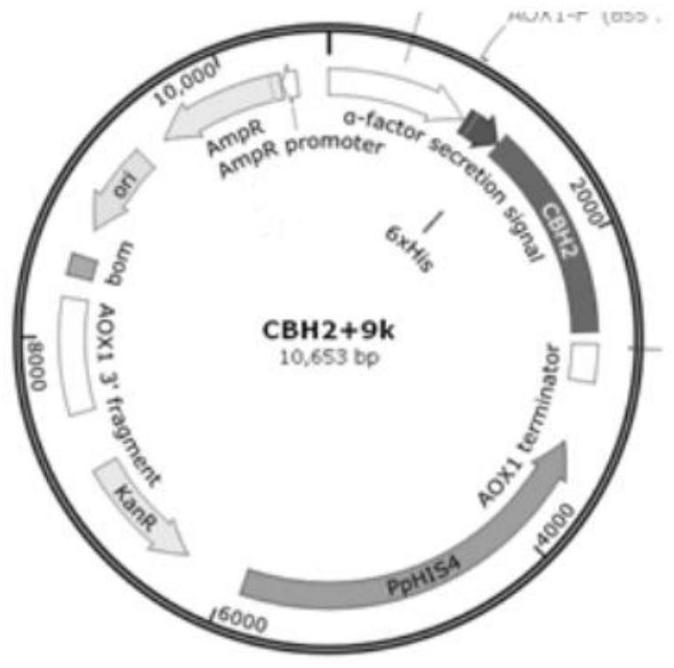 Pichia pastoris engineering strain for heterologous expression of cellulase gene CBH II and application