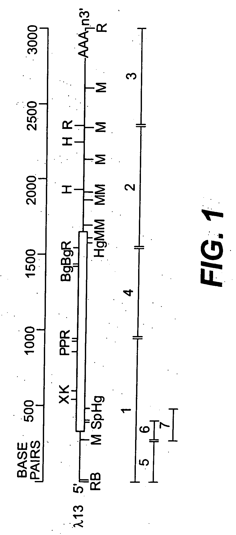 Novel steroid/thyroid hormone receptor-related gene, which is inappropriately expressed in human heptocellular carcinoma, and which is a retinoic acid receptor