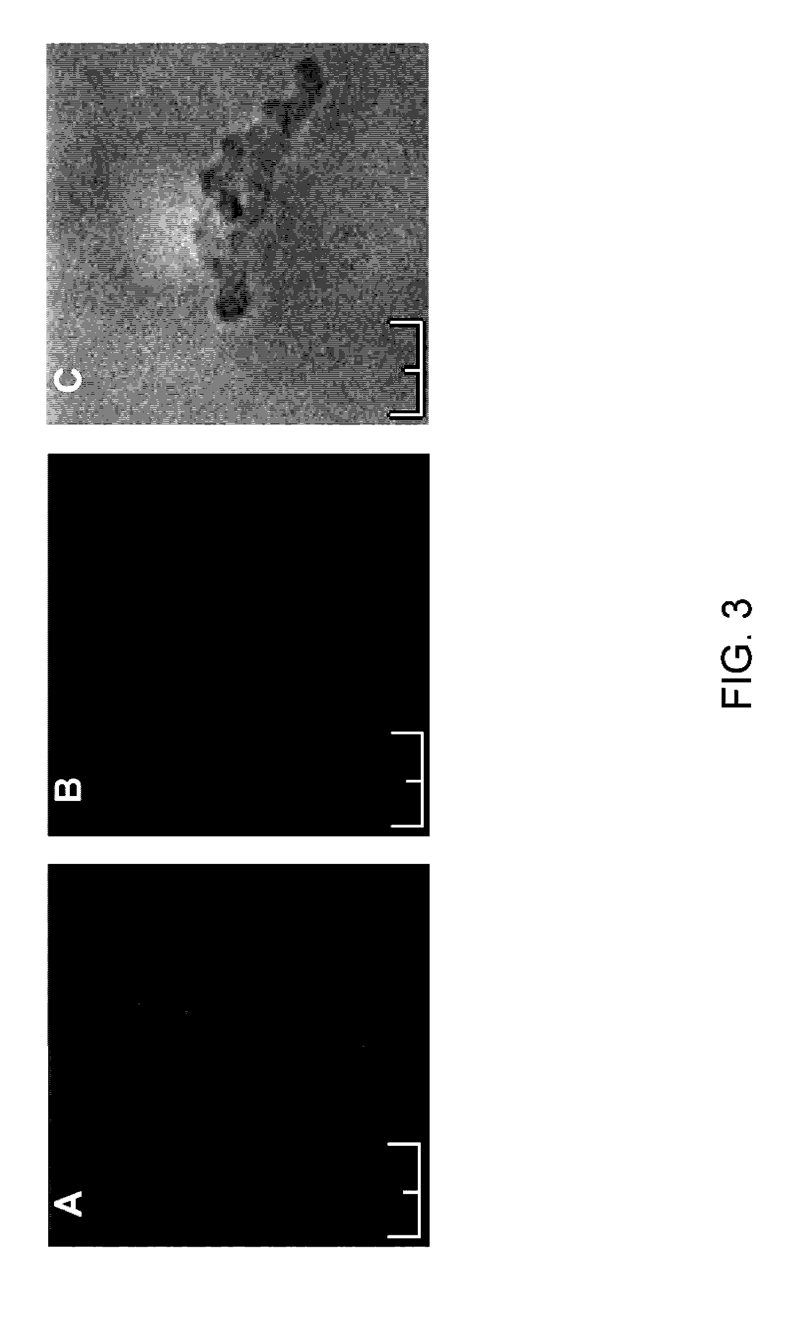 Combination pharmaceuticals and methods thereof using proteinacious channels as treatments for medical conditions