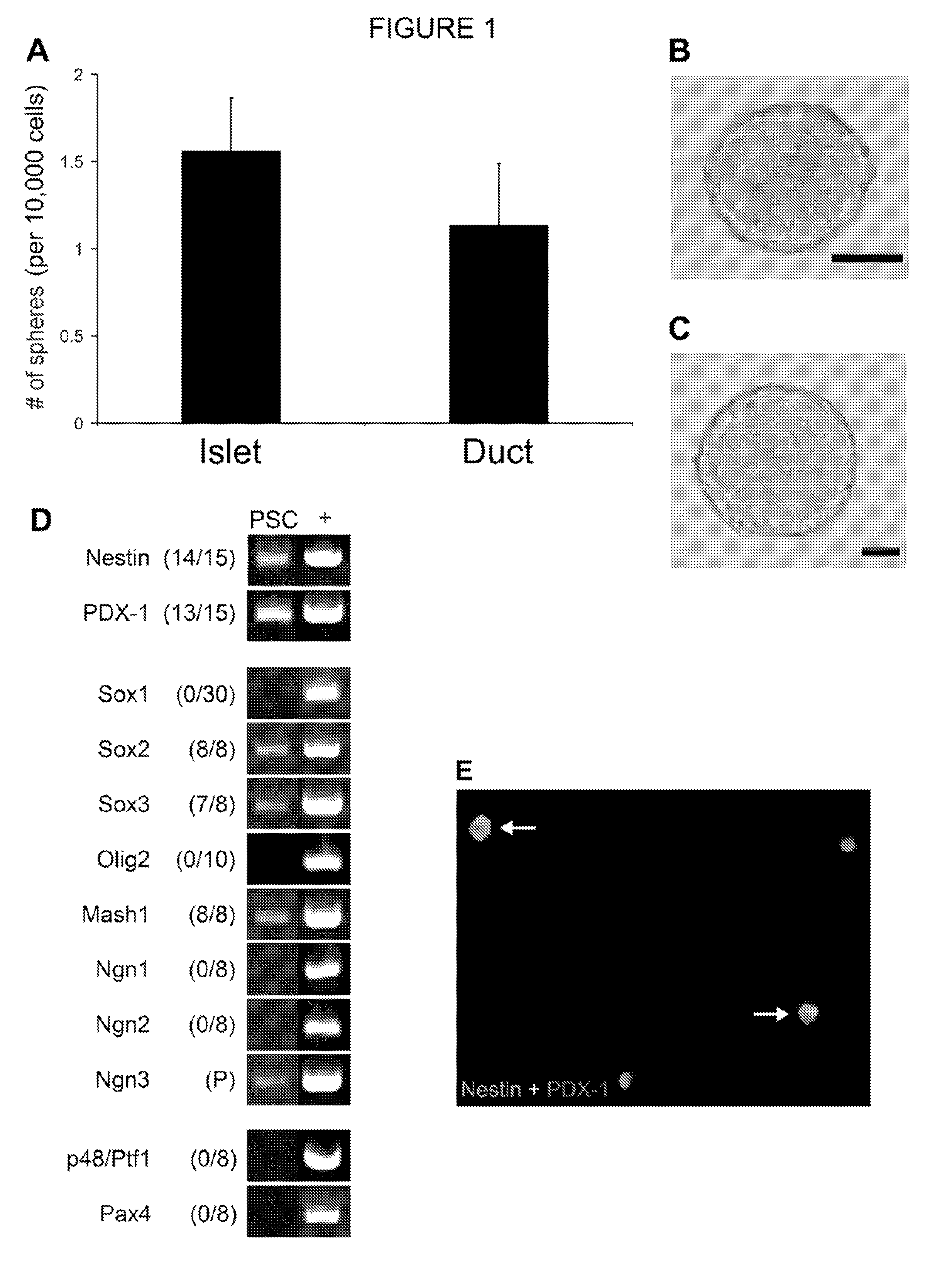 Pancreatic stem cells