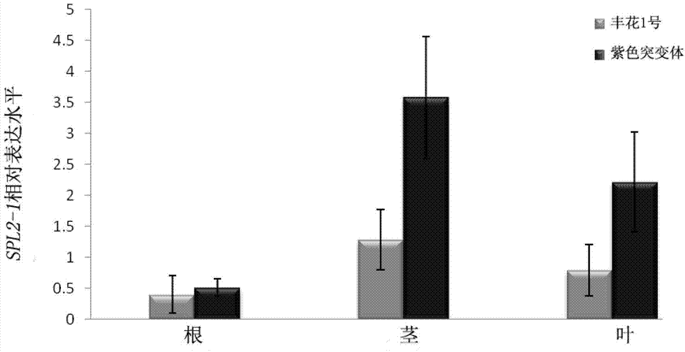 Peanut SPL (squamosa promoter-binding protein-like) transcription factor gene, as well as encoded protein and application thereof