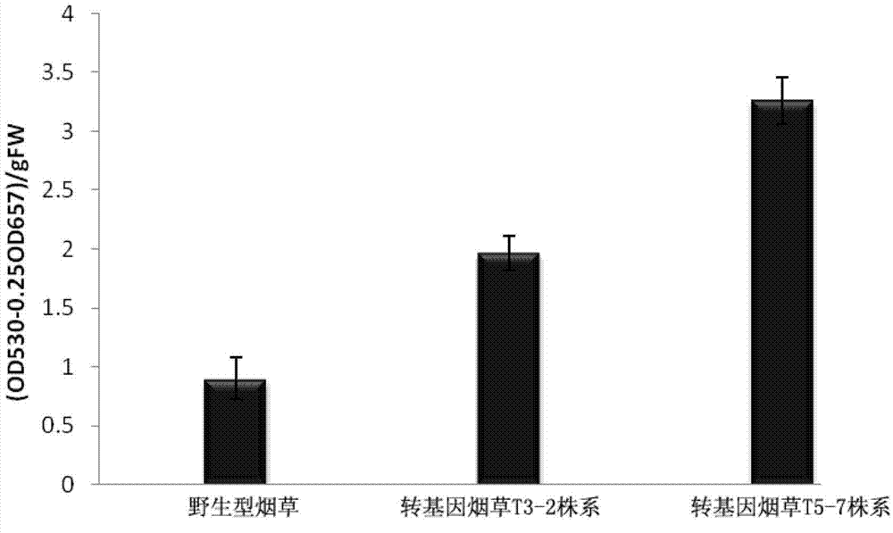 Peanut SPL (squamosa promoter-binding protein-like) transcription factor gene, as well as encoded protein and application thereof