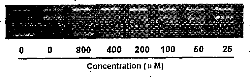 Application of jungermanniaceae D in preparing anti-tumor medicaments and anti-tumor multi-drug resistance reversing medicaments