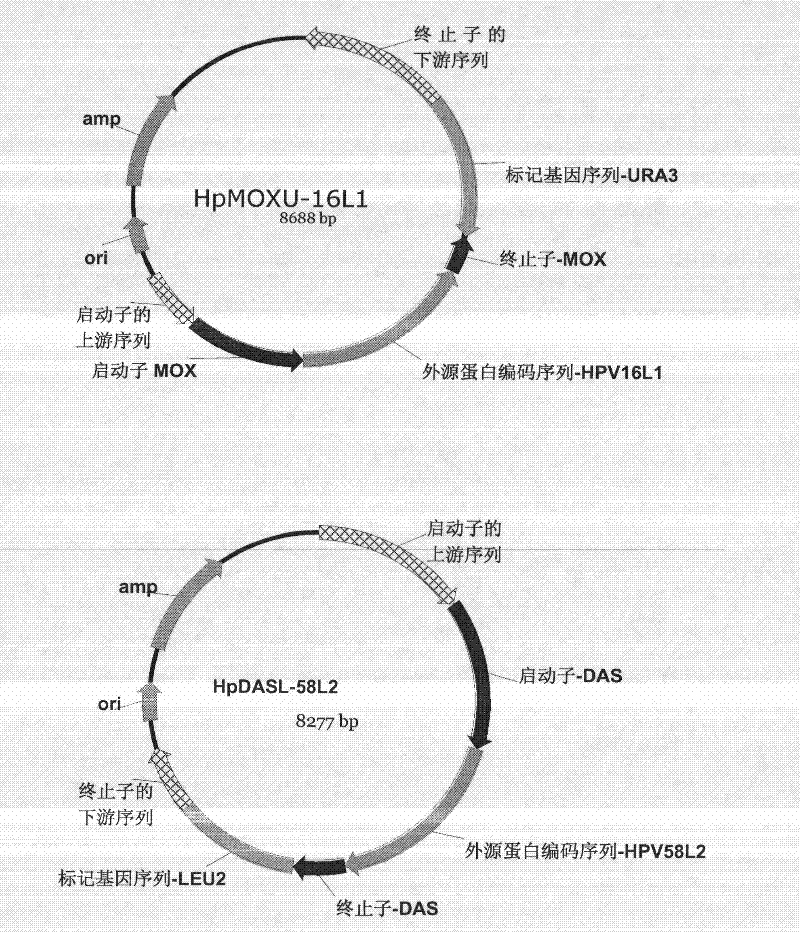 Preparation method of human papilloma virus virions, exogenous protein expression cassette and expression system