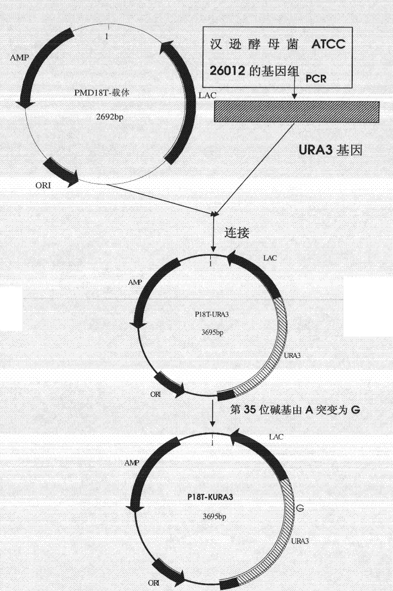 Preparation method of human papilloma virus virions, exogenous protein expression cassette and expression system
