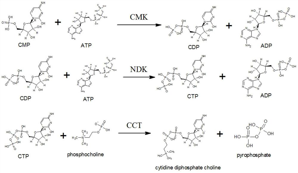 Synthetic method of citicoline sodium