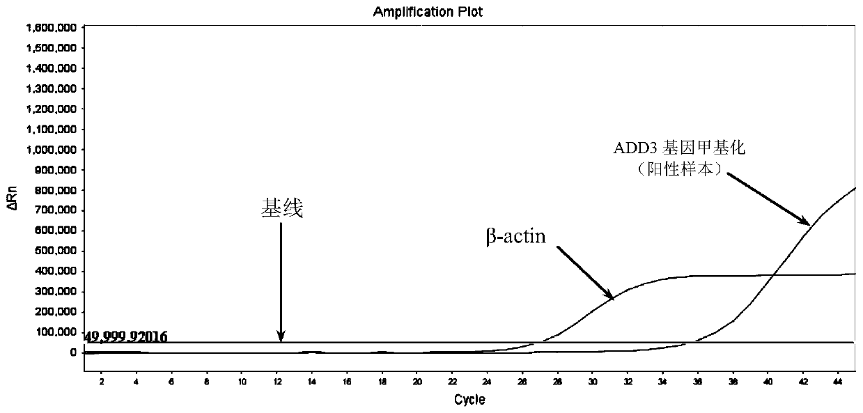 Primer probe composition, kit and detection method for detecting methylation of human ADD3 and CDH23 genes