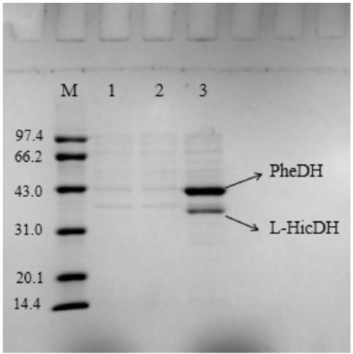 Method for realizing whole cell transformation to synthesize L-phenyllactic acid by genetic engineering strain