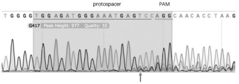 A kind of preparation method of rosa26 site-directed knock-in human complement regulatory protein minipig