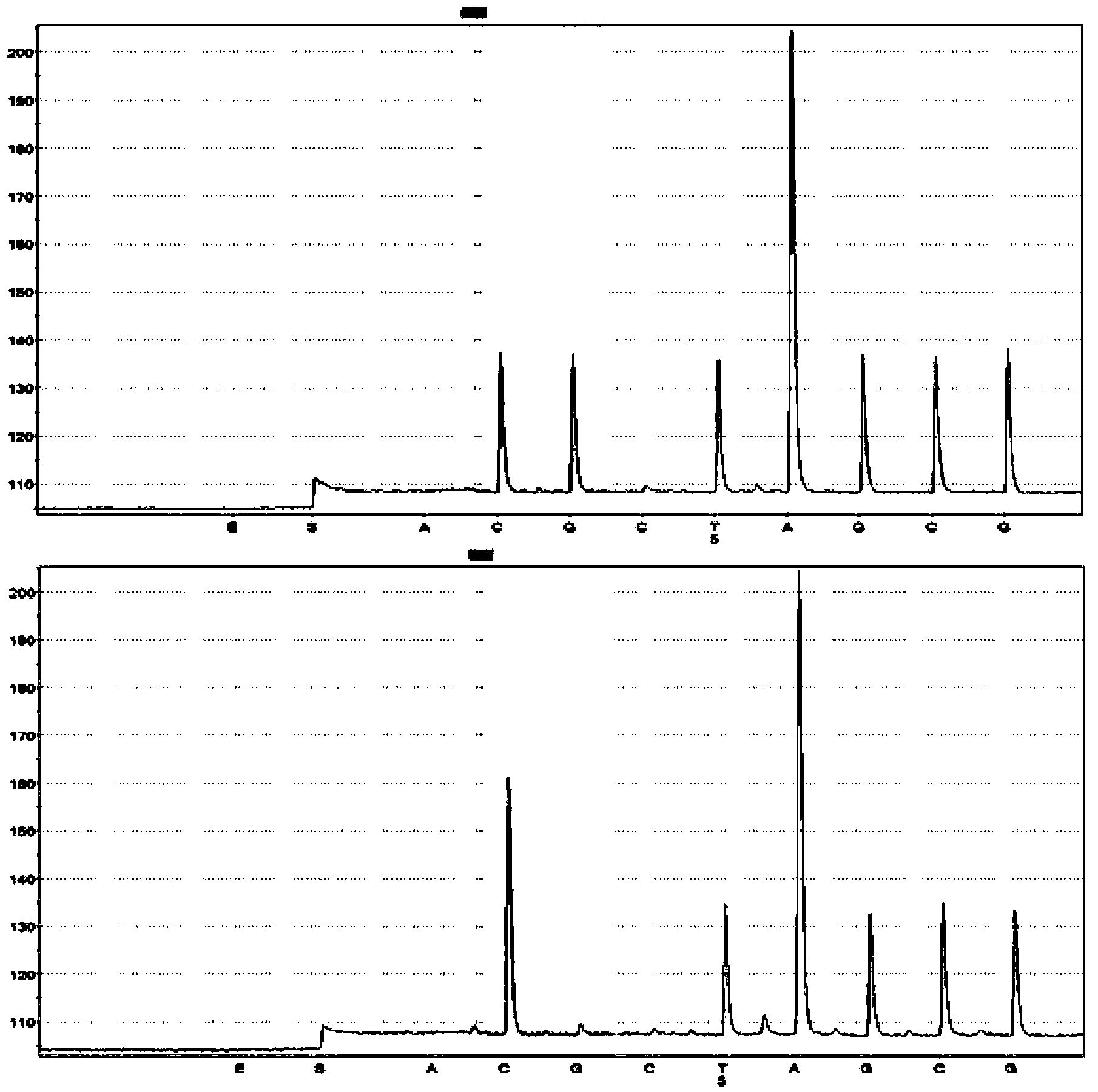 Method of screening silky character of chicken by SNP (Single Nucleotide Polymorphism) detection