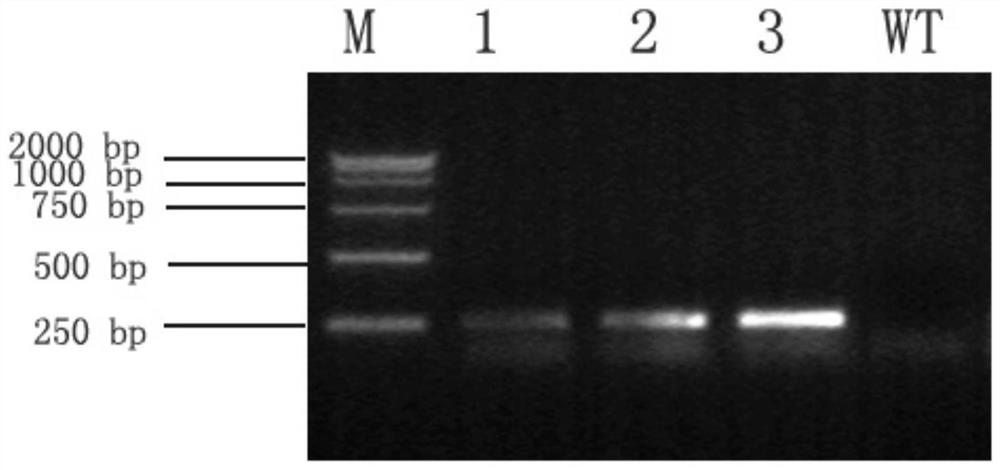 Application of a gene derived from Klebsiella pneumoniae