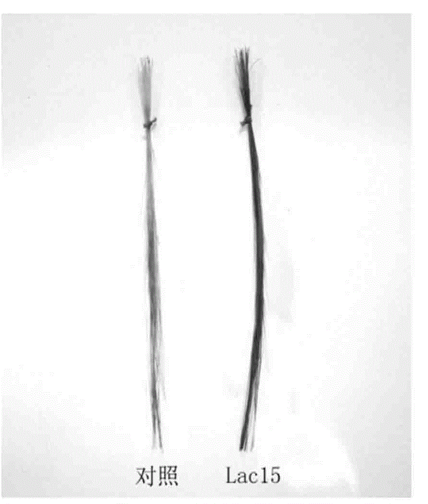 Keratin fibre dyeing composition containing laccase and dyeing method thereof