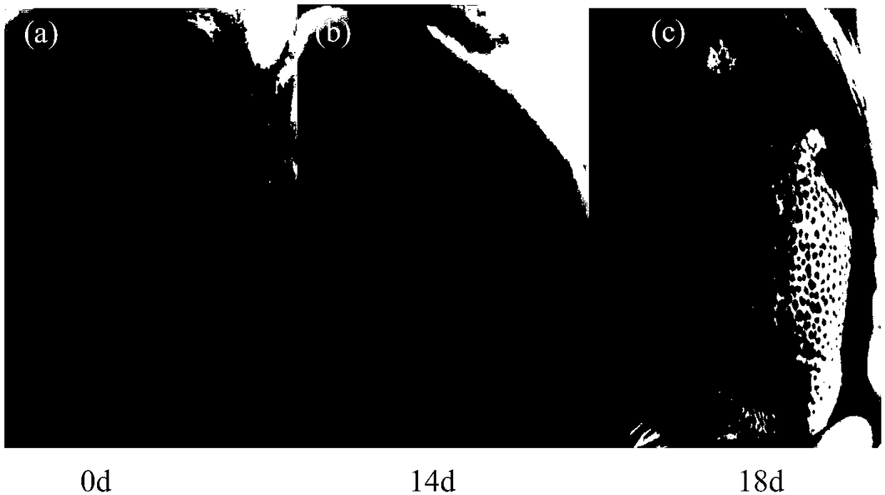 Preparation method of purpura lapillus anti-inflammatory extract, and application thereof in anti-acne medicine