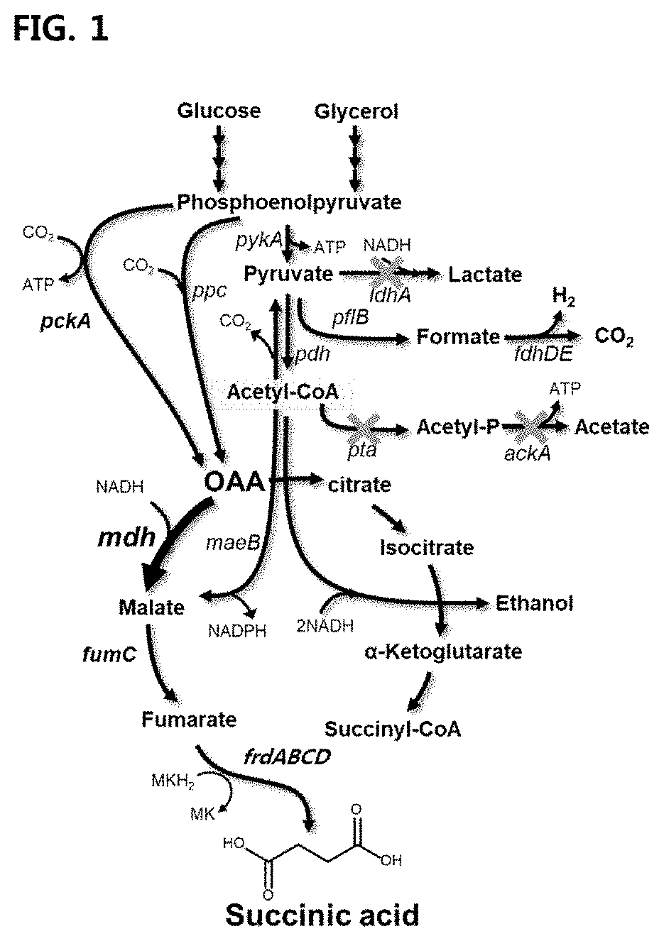 Mutant microorganism introduced with highly active malate dehydrogenase for producing succinic acid and method of producing succinic acid using the same