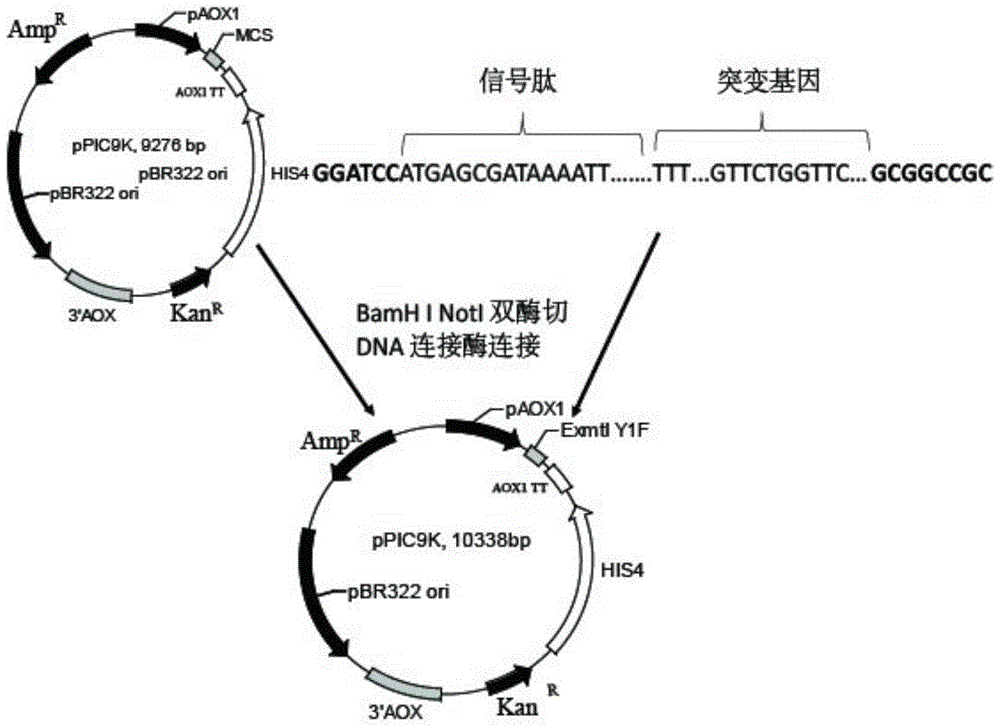 A kind of trypsin mutant with improved enzyme activity and its construction method