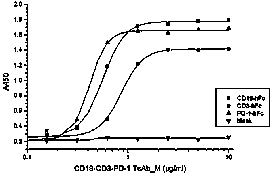 Trifunctional molecule combining CD19, CD3 and T-cell negative costimulatory molecules and application of trifunctional molecule