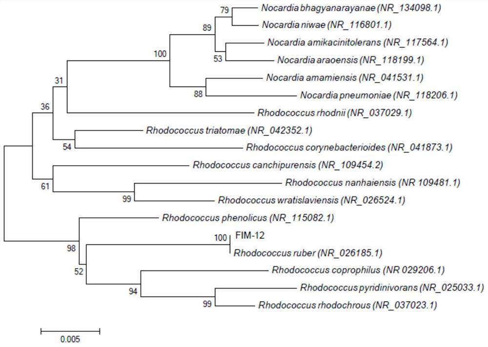 Application of a kind of rhodococcus erythrococcus strain, bacterial preparation and its bacterial cell and extract