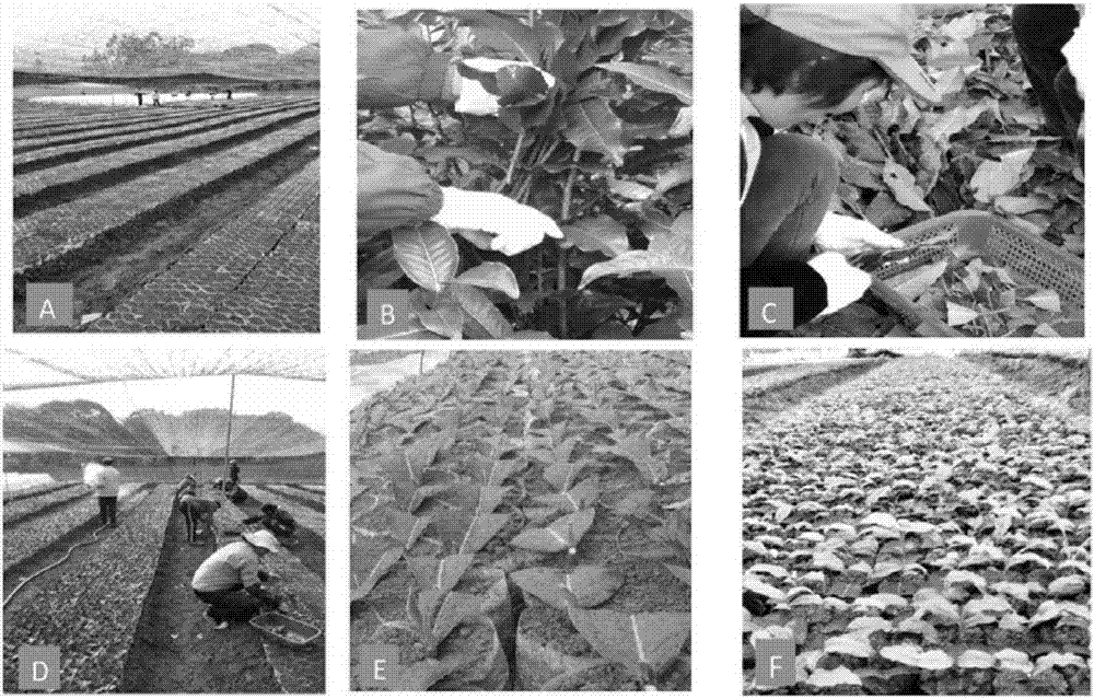 Disbudding-tip-promoting seedling culturing method for tea trees