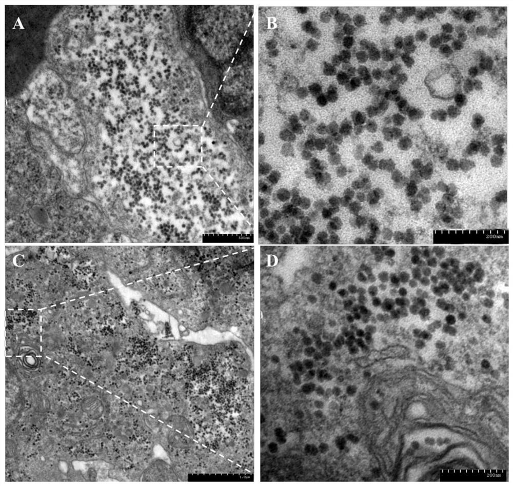 Separated pathogenicYCCV (yellow catfish calicivirus) as well as specific sequence and application thereof