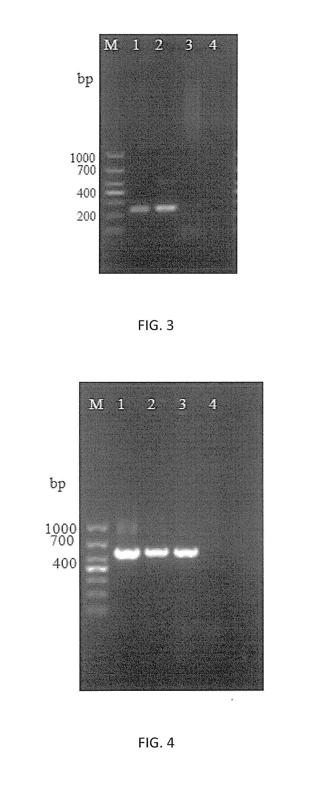 HMG1 Gene and Uses Thereof in Microsporidium Molecular Detection