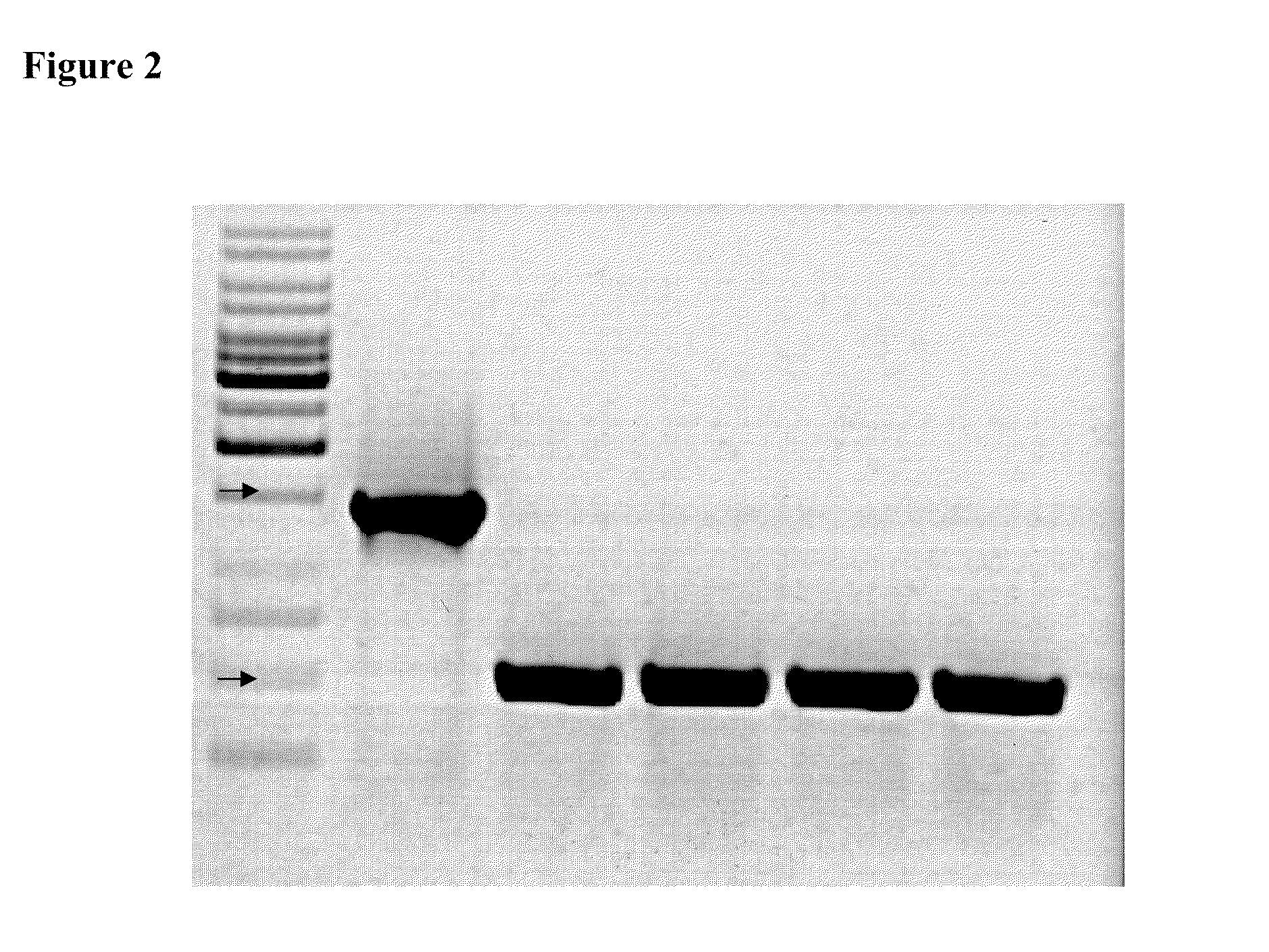 Attenuated Salmonella enterica serovar paratyphi A and uses thereof