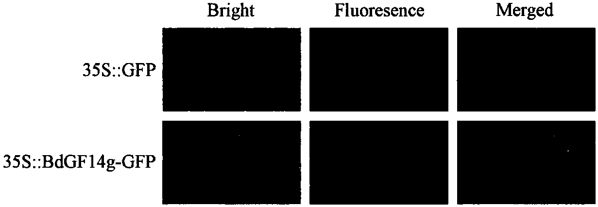 Brachypodium distachyon drought-resistant gene and expression vector as well as coding protein and application thereof