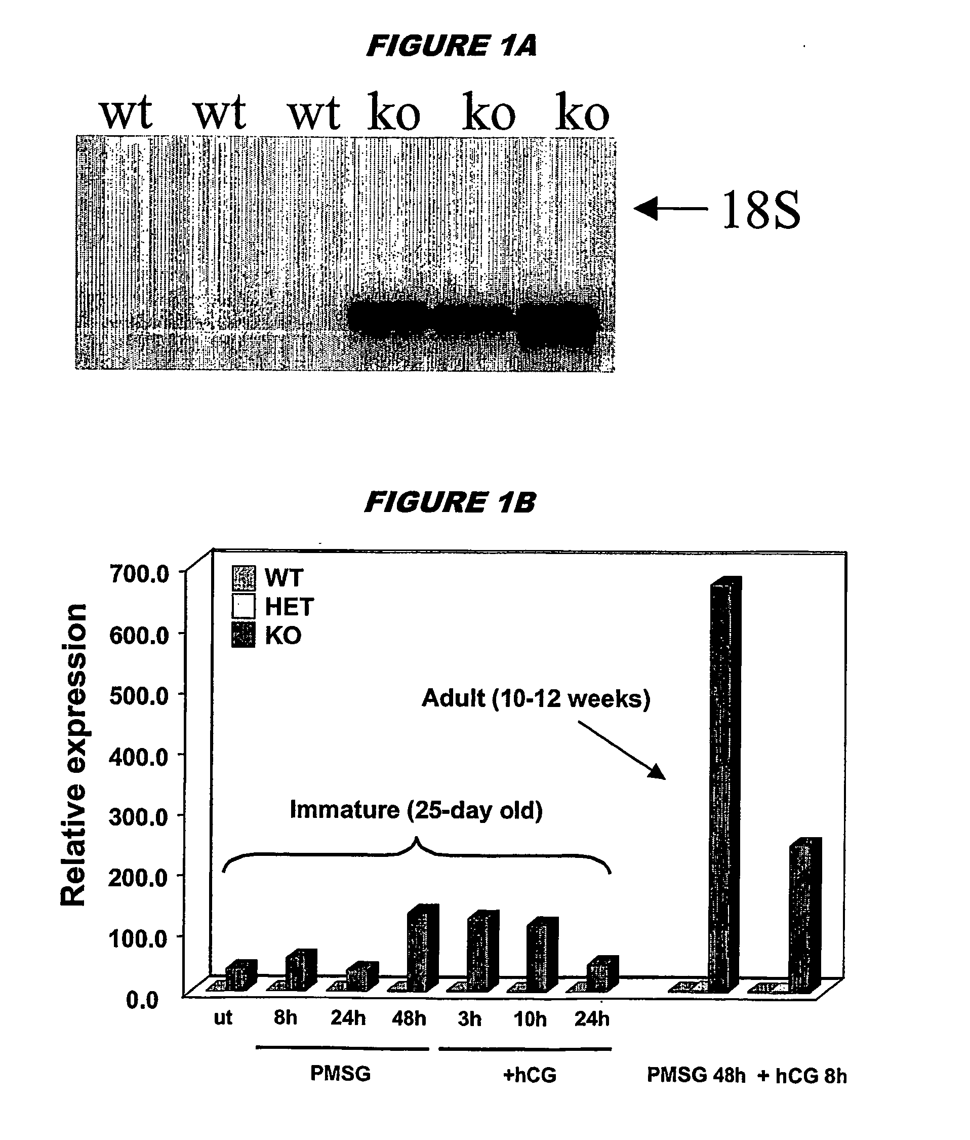 Screening for anti-ovulatory compounds