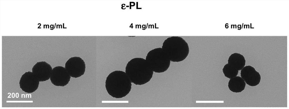 Star-shaped gold nanoparticles synthesized based on polyglutamic acid in one step and preparation method thereof
