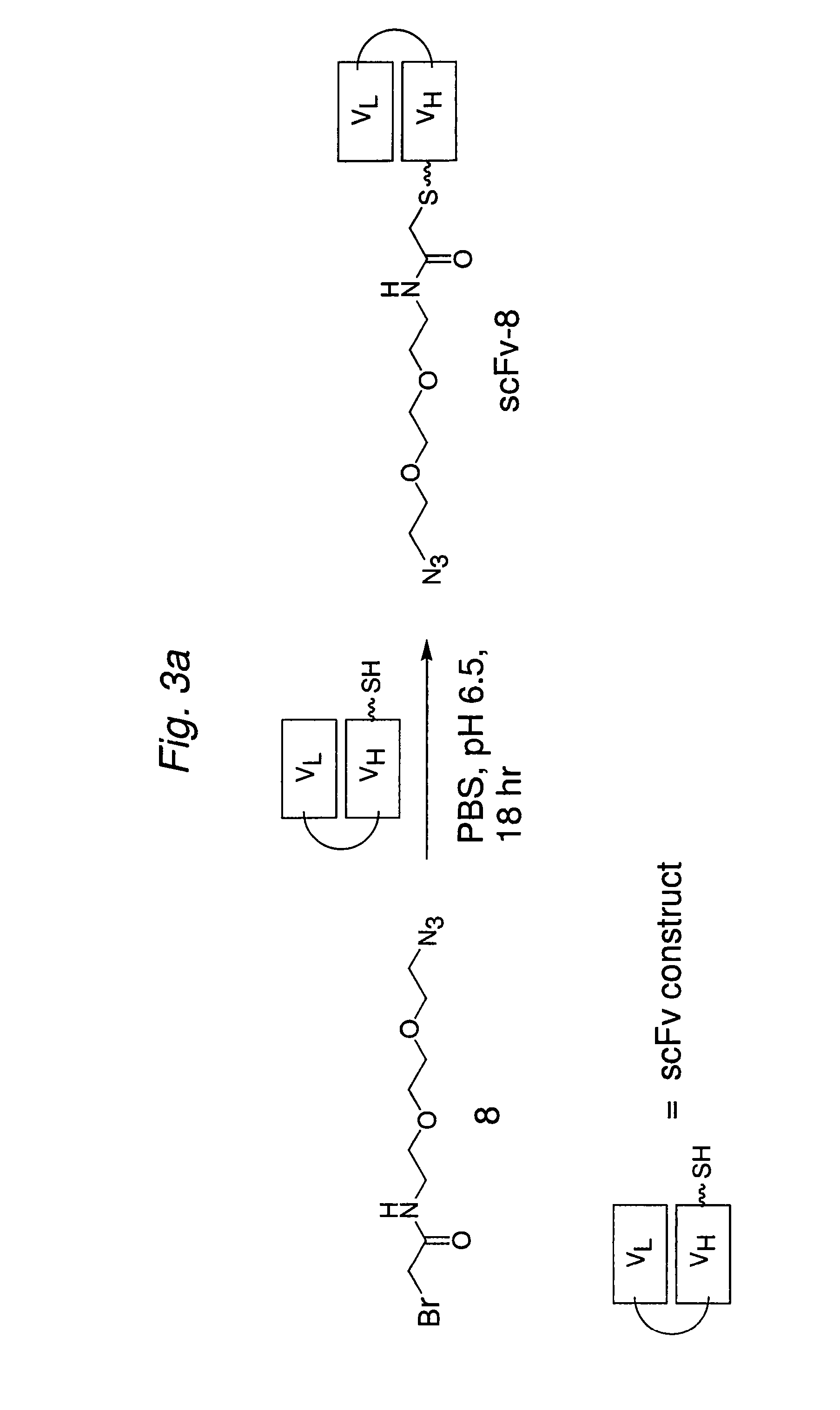 Construction of a multivalent scFv through alkyne-azide 1,3-dipolar cycloaddition