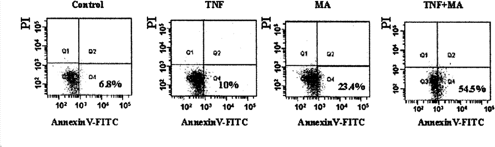 Antitumor MA-TNF alpha medicine composition and application thereof