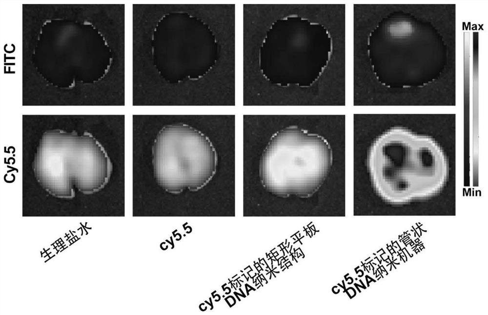 A thrombin-responsive dna nanomachine and its preparation method and application