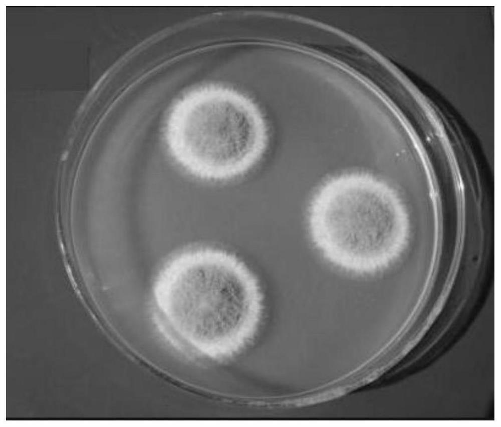 Aspergillus oryzae and application thereof in small-tail han sheep feed