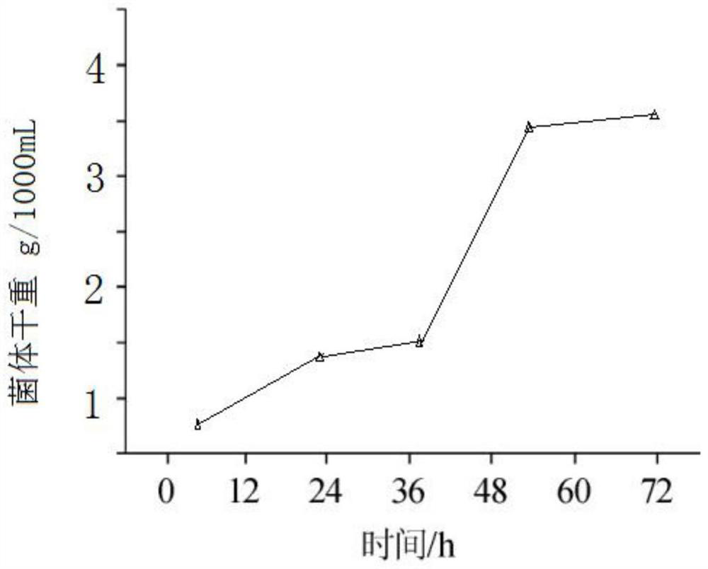 Aspergillus oryzae and application thereof in small-tail han sheep feed