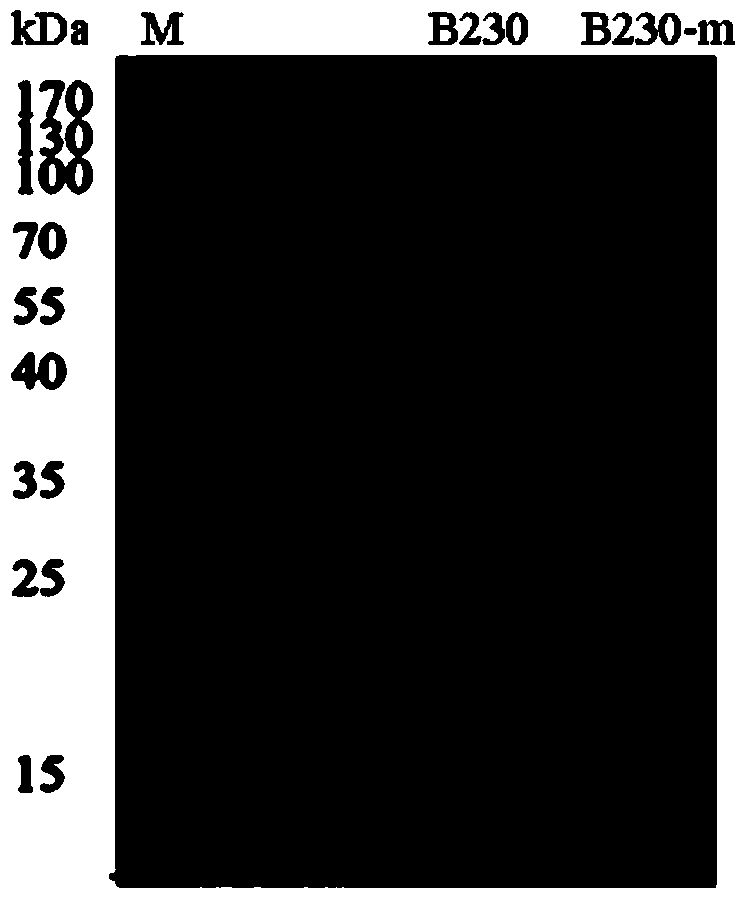 Alkaline xylanase with improved heat stability, and coding gene and application thereof