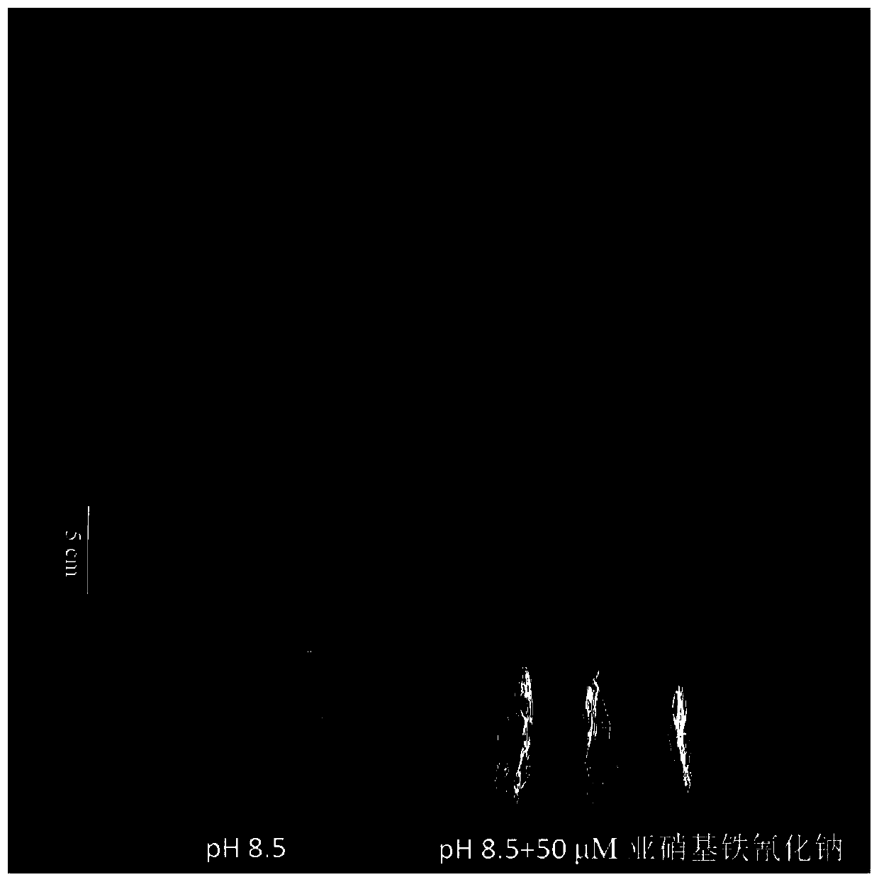 Method for improving alkali resistance and iron content of rice