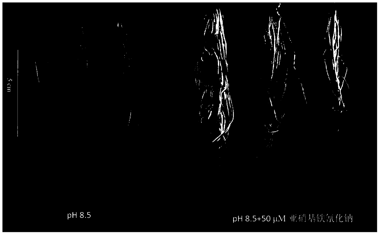 Method for improving alkali resistance and iron content of rice