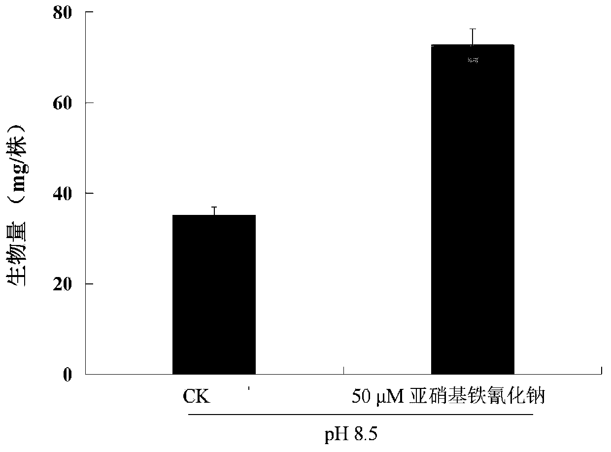 Method for improving alkali resistance and iron content of rice