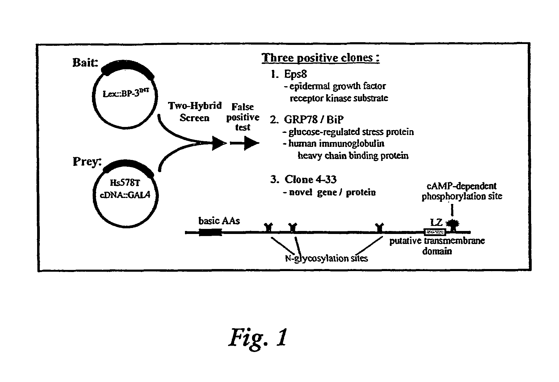 Induction of apoptosis and cell growth inhibition by protein 4.33